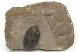 Pseudocryphaeus (Cryphina) Trilobite - Orange Eyes #230470-1